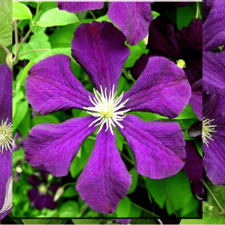 Clematis 'Polish Spirit' – Intensywnie Fioletowy Powojnik!"